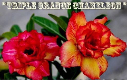 (image for) Adenium Obesum 'Triple Orange Chameleon' 5 Seeds - Click Image to Close